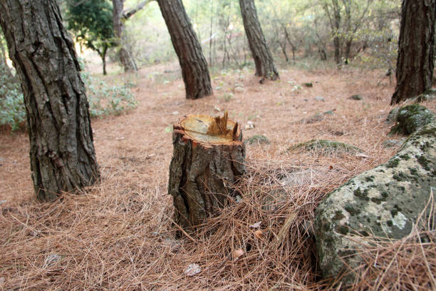 How Our Tree Care Process Works  in  Moline, IL